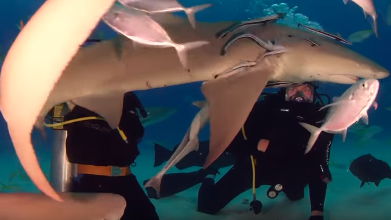 Rob Gronkowski got in the water for TV's 'Shark Week' ... and it was glorious